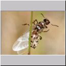 Lasius cf niger - Schwarzgraue Wegameise 02 10mm - Koenigin noch mit Fluegel.jpg